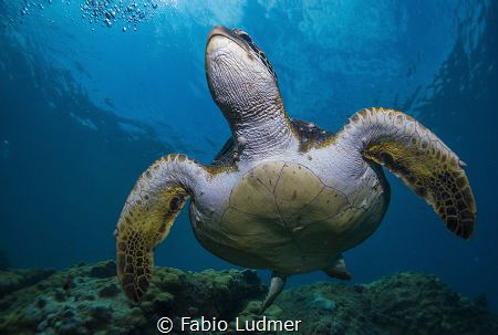 Love turtles! Who doesn't? by Fabio Ludmer 
