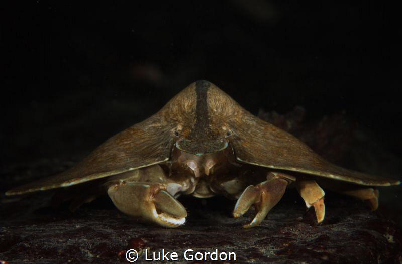 UFO or Moth crab.....?this little guy was scuttling aroun... by Luke Gordon 