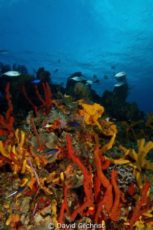 Colourful Reef Scenic, Cozumel by David Gilchrist 