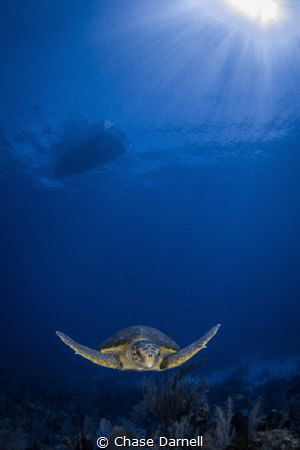 "Loggerhead Youngster"
This is by far the smallest Logge... by Chase Darnell 