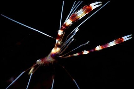 eye to eye with a two banded cleaner shrimp by Mona Dienhart 
