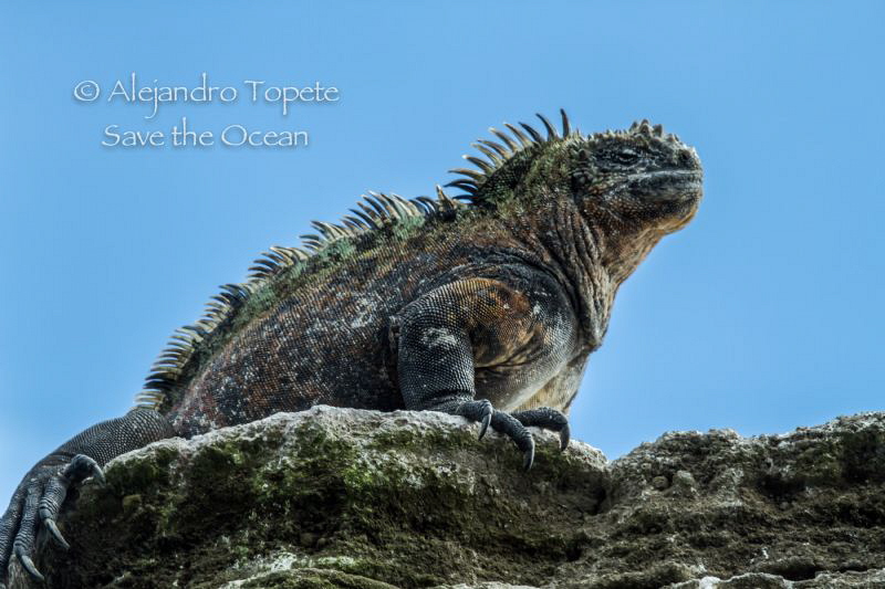 Marine Iguana, Punta Vicente Roca Galapagos by Alejandro Topete 