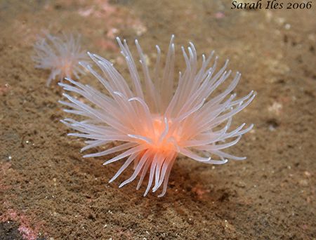 Sea Loch Anemone taken in Loch Long, Scotland with Canon ... by Sarah Iles 