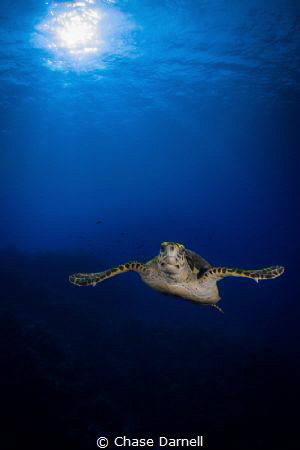 "Turtle Wave"
By getting out in front of a turtle you gi... by Chase Darnell 