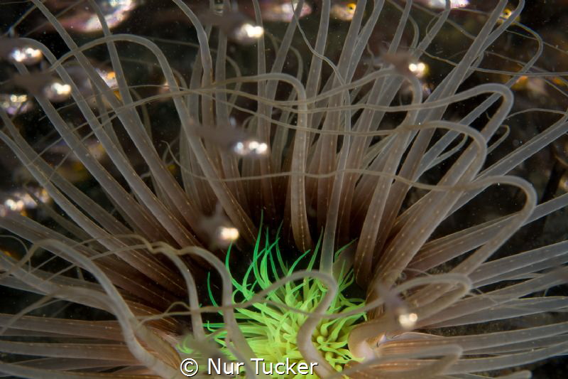 Soft corals with silver fish at night by Nur Tucker 