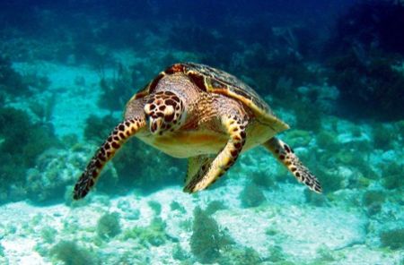 This turtle was spotted April 2006 in Isla Mujeres. He lo... by Bonnie Conley 