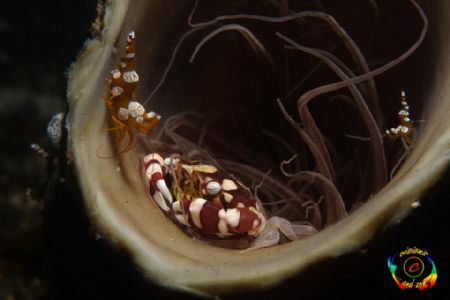 Harlequin crab & sexy shrimp by Andreas Zenker 