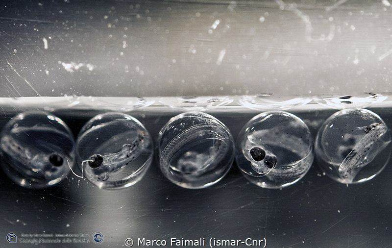 Floating eggs of Silverfish (Pleuragramma antarctica) und... by Marco Faimali (ismar-Cnr) 