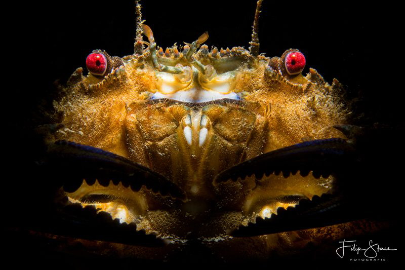 Velvet crab, Oosterschelde, The Netherlands. by Filip Staes 