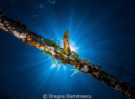 Messiah. A common seahorse descending from heaven. Canon ... by Dragos Dumitrescu 
