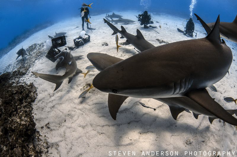 As our daily adventure begins the sharks begin to take ce... by Steven Anderson 
