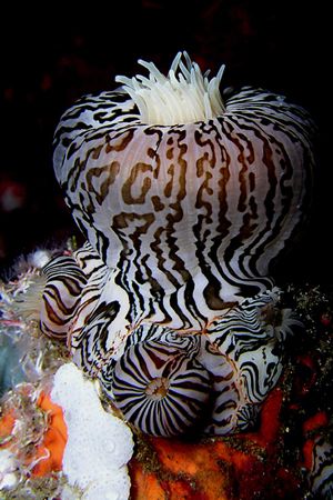 Zebra anemone at K41 dive site. by Nick Hobgood 