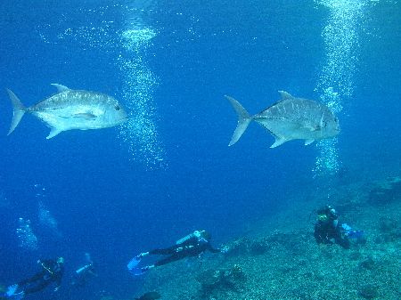 Safety Stop, Sipadan Island, First Dive and the visibilit... by Damien Preston 