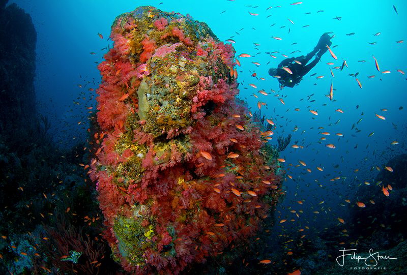 A diver explores a deep reef covered with soft corals. Th... by Filip Staes 