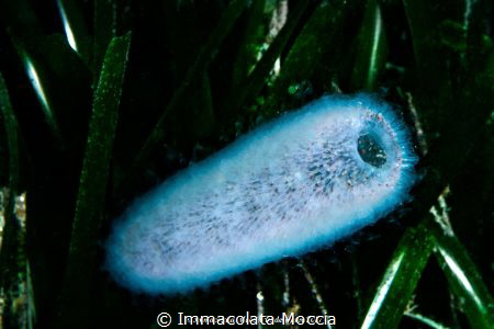 Pyrosoma atlanticum between Posidonia Oceanica by Immacolata Moccia 