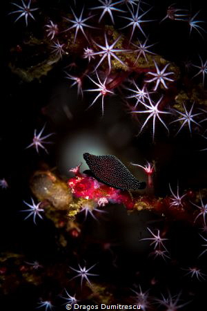 Egg Cowrie in the coral with open polyps, Canon 6d, 1/100... by Dragos Dumitrescu 