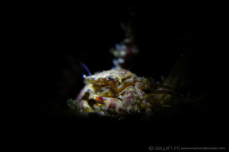 S N O O T #1 
Porcelain crab (Porcellanidae)
 Anilao, P... by Irwin Ang 