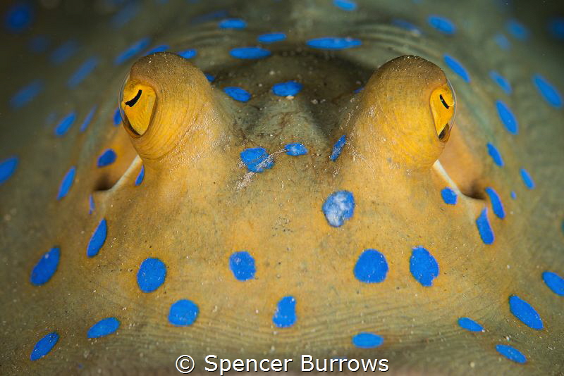 Blue Eyes! by Spencer Burrows 
