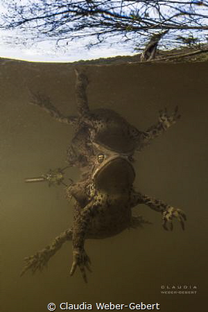 perfect reflection ... 
mating toads by Claudia Weber-Gebert 