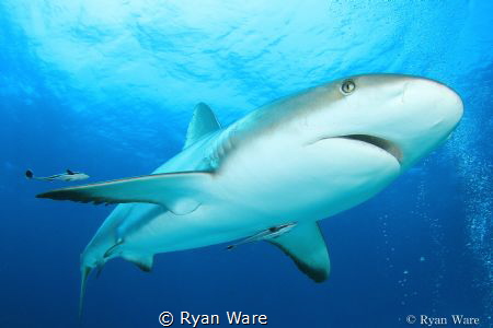 When Sharks Smile by Ryan Ware 