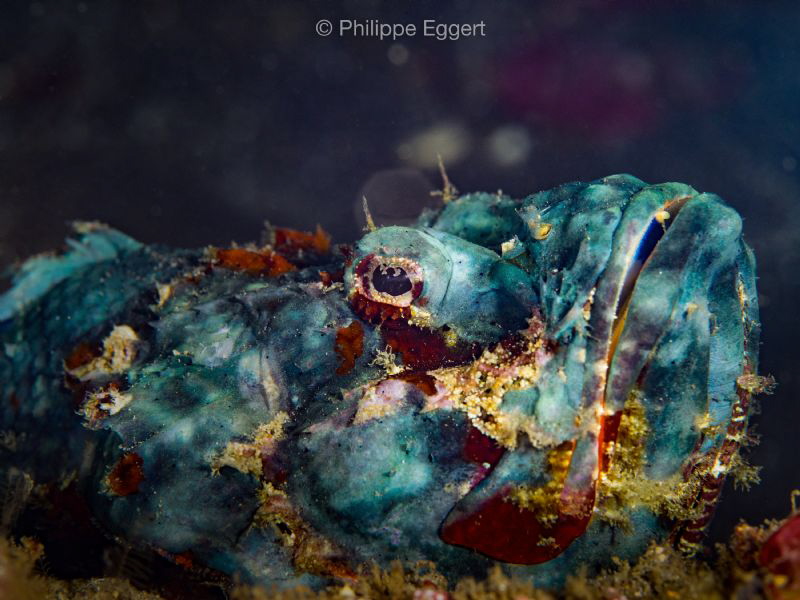 Blue Scorpion by Philippe Eggert 