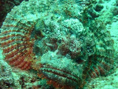 Scorpionfish taken with a macro lens. by Andy Kutsch 