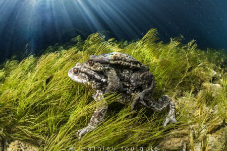 mating toads (Bueges river) by Mathieu Foulquié 