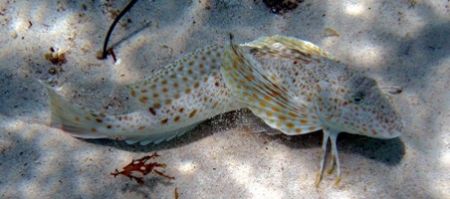 While snorkeling in Isla Mujeres I spotted this Leopard S... by Bonnie Conley 