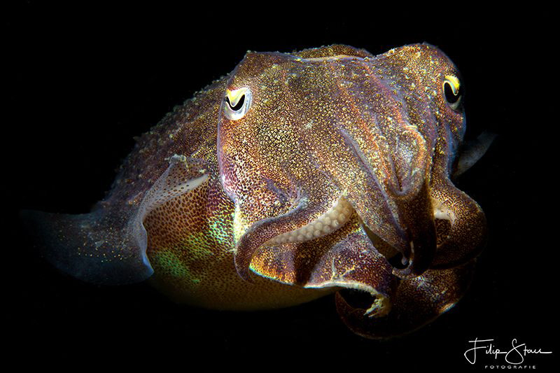 Portret of a young cuttlefish. Oosterschelde, Zeeland, Th... by Filip Staes 