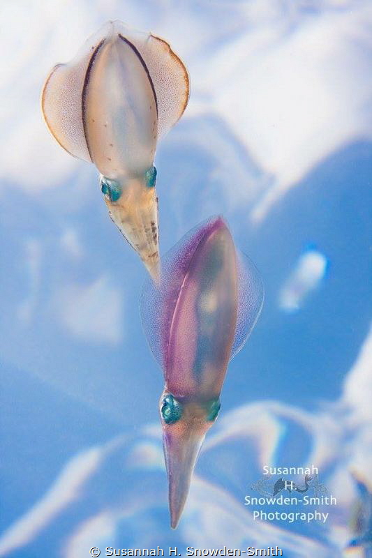 "Squid In The Sky #1"

Two squid at the surface with th... by Susannah H. Snowden-Smith 