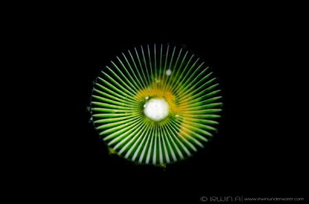 S N O O T #3 
Green algae (Acetabularia ryukyuensis) Ani... by Irwin Ang 