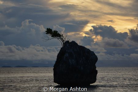 A Tree Grows in West Papua by Morgan Ashton 