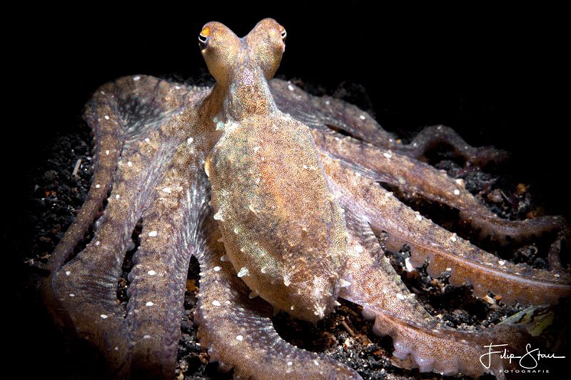 Octopussy, Lembeh strait, Sulawesi. by Filip Staes 