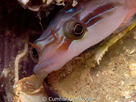 Lepadogaster lepadogaster
CLINGFISH by Cumhur Gedikoglu 