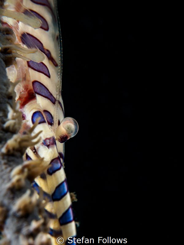 Stalker 

Sawblade Shrimp - Tozeuma armatum

Chalolum... by Stefan Follows 