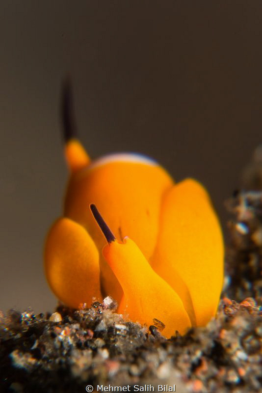 Siphoptheron sp 6.
One of the smallest nudibranches. by Mehmet Salih Bilal 
