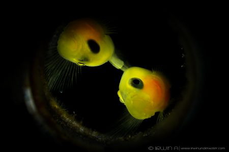 S N O O T #5
Yellow clown goby (Gobiodon okinawae)
Anil... by Irwin Ang 
