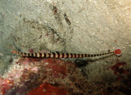 Banded pipefish on a night dive in Mabul by Alex Lim 