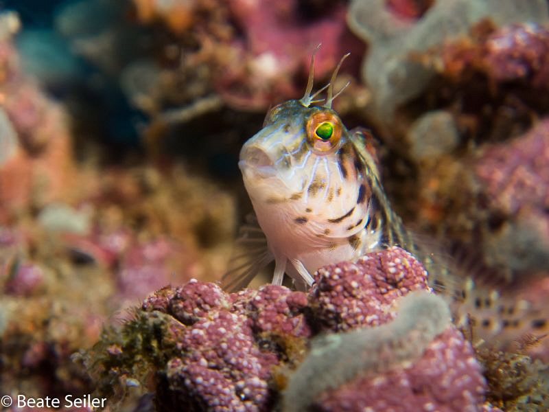 Blenny at a wreck by Beate Seiler 