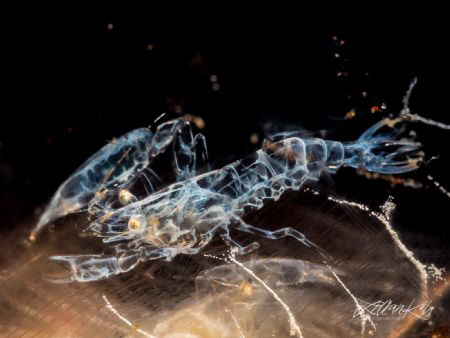 X - R A Y

Ghost shrimp in tunicate
(Dactylonia sp) by Lilian Koh 