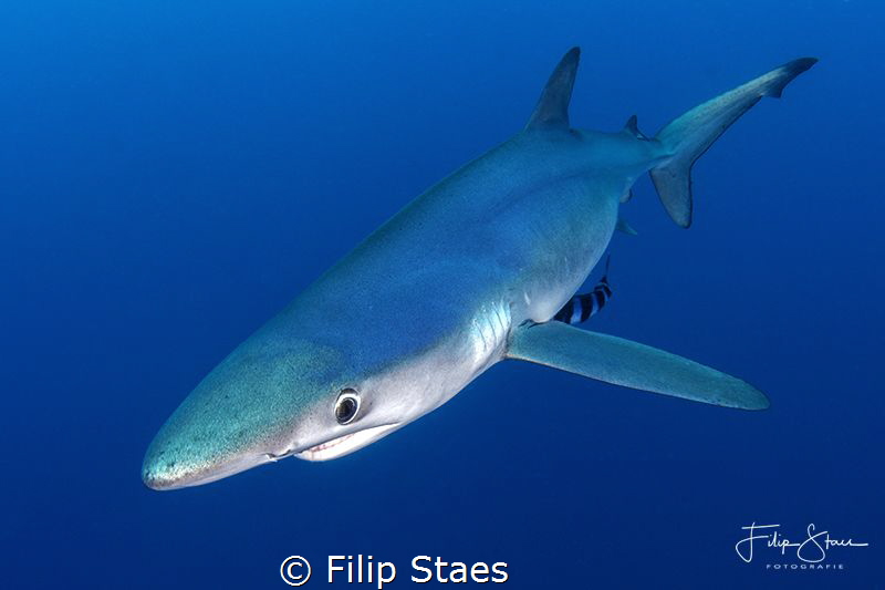 Blue shark by Filip Staes 