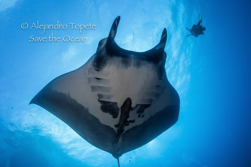 Mantarray and diver, Cabo Piers México by Alejandro Topete 
