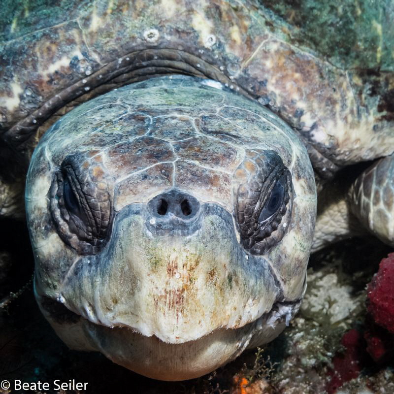 Loggerhead turtle by Beate Seiler 