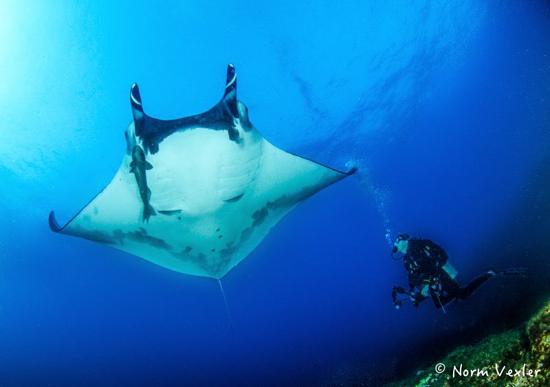 Swimming with huge Manta Rays in the Socorro Islands of M... by Norm Vexler 