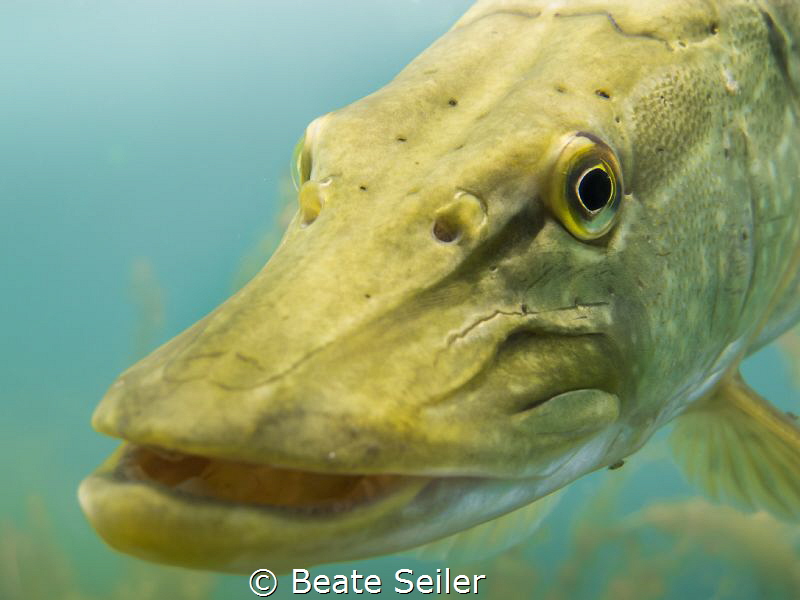 Northern pike by Beate Seiler 