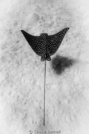 Sand | Search | Swim 
A Spotted Eagle Ray cruising inche... by Chase Darnell 