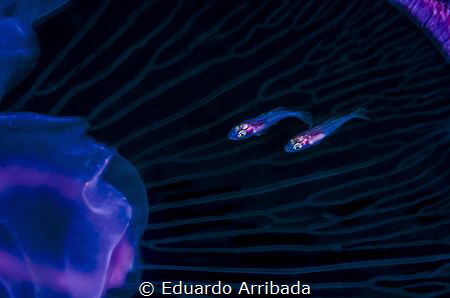 Spacecraft Passengers. 
I was photographing a Moon Jelly... by Eduardo Arribada 