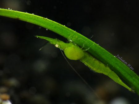 Sea Grass Shrimp (Latreutes pymoeus)
@Anilao by Julian Hsu 