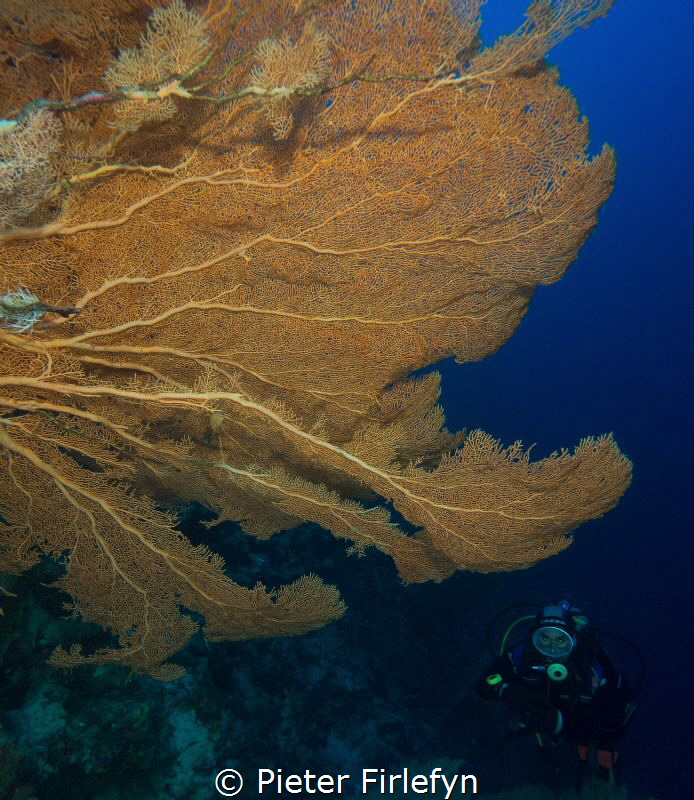 Gorgonian with diver by Pieter Firlefyn 