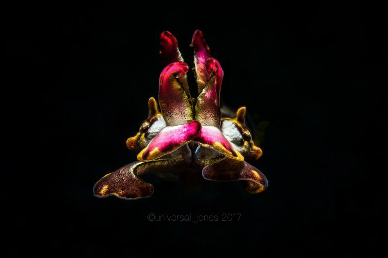 Metasepia pfefferi
"Flamboyant Cuttlefish" Snooted in wa... by Wayne Jones 